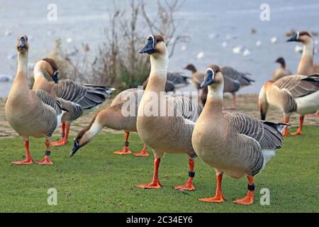 Schwanengänse Anser cygnoides auf der Neckarwiese in Heidelberg Stockfoto