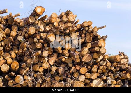 Lange Stämme aus natürlichem Kiefernholz während der Holzbearbeitung in der Produktion, Jahresringe an den Stämmen Stockfoto