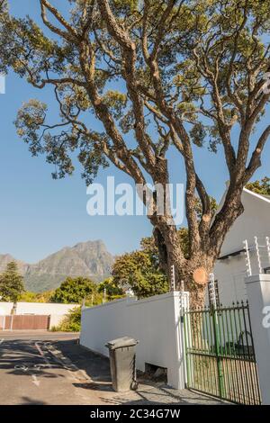 Riesige Baum im Garten mit Tisch Bergpanorama in Claremont, Cape Town, Südafrika. Stockfoto