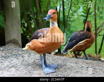 Fulvous Pfeifente Dendrocygna bicolor Pfeifente Baum Enten Stockfoto