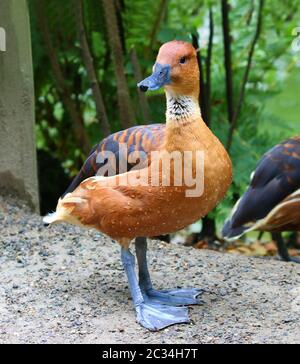 Fulvous Pfeifente Dendrocygna bicolor Pfeifente Baum Enten Stockfoto