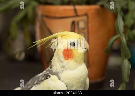 Corella Papagei mit roten Wangen und langen Federn Stockfoto