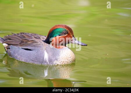 Grün-geflügelte, blaugrüne Ente schwimmende Anas carolinensis Stockfoto