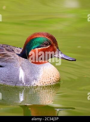 Grün-geflügelte, blaugrüne Ente schwimmende Anas carolinensis Stockfoto