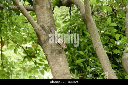 Eine gestreifte Nager Murmeltiere Streifenhörnchen Eichhörnchen (Sciuridae kletternde Arten von flughörnchen Familie) auf einem Baumstamm auf die Jagd Stimmung beschmutzt. Tier b Stockfoto