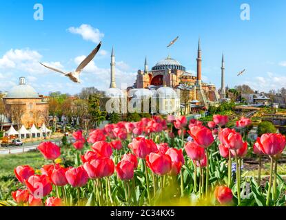 Tulpen in Istanbul während Tulip Festival, in Sultanahmet Region mit der Hagia Sophia Stockfoto