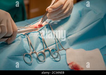 Entfernung des Eierstopfes bei der Kastration der Katze. Stockfoto
