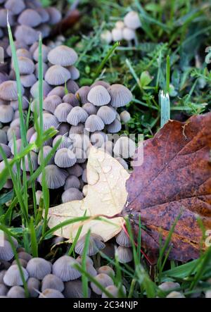 Pilze, Pilze bevölkern den Wald und füllen ihn mit Leben Stockfoto