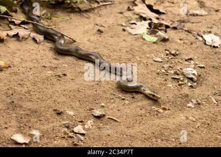 Natrix Maura auf dem Boden. Natricine Wasserschlange der Gattung der colubrid snakes Natrix. Stockfoto