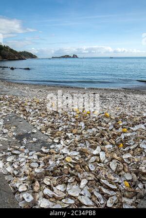 Tausende von leeren Schalen von gegessen Austern auf Meeresboden in Cancale, berühmt für Auster Betriebe verworfen. Bretagne, Frankreich Stockfoto