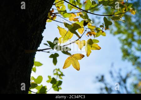 Montpellier Ahorn (Acer monspessulanum) mit herbstfärbung in einem Park in Magdeburg. Stockfoto