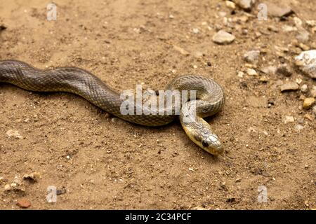 Natrix Maura auf dem Boden. Natricine Wasserschlange der Gattung der colubrid snakes Natrix. Stockfoto