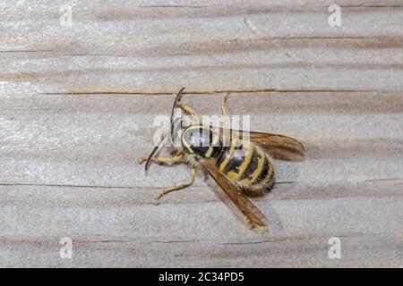 Sächsische Wespe 'dolichovespula saxonica' Stockfoto