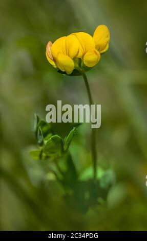 Gewöhnlicher Vogelfußkäfer 'Lotus corniculatus' Stockfoto