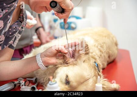 Untersuchung des Ohres eines Goldener Retrievers in einer Tierklinik Stockfoto