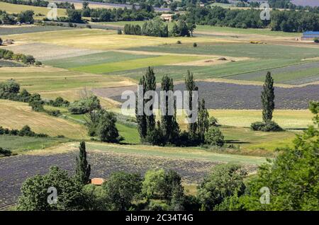 Aus des Landwirts Feldern im Tal unten Sault, Provence Frankreich Stockfoto