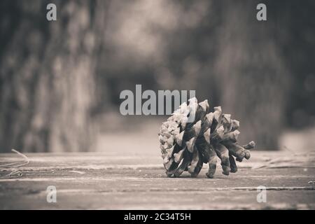 Brauner Kiefernkegel mit Harz auf Holztisch im Wald. Nahaufnahme mit selektivem Fokus und Kopierbereich. Sepia-Schwarzweißton. Stockfoto