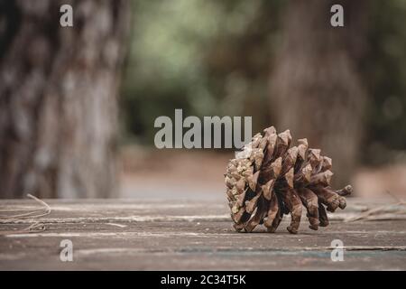 Brauner Kiefernkegel mit Harz auf Holztisch im Wald. Nahaufnahme mit selektivem Fokus und Kopierbereich. Stockfoto