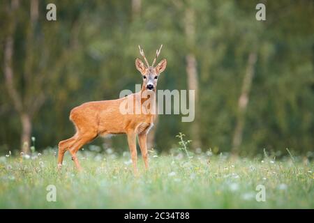 Überraschte Rehe, Capreolus Capreolus, Buck Blick auf Kamera auf einer Wiese im Sommer bei Sonnenuntergang. Wildes männliches Säugetier, das auf einer grünen Lichtung mit Blüte steht Stockfoto
