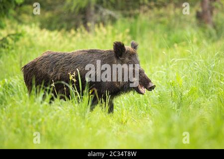 Lächelndes Wildschwein, sus scrofa, kauen mit offenem Mund auf Weide in der Natur. Fröhliches Wildtier auf Grünland im Sommer. Ungestörte Wildschweine in n Stockfoto