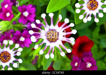 Osteospermum weißen Löffel Blume Stockfoto
