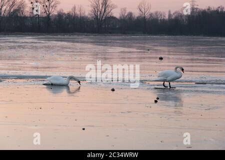 Wilde Schwäne Wandern auf Eis im See am Sonnenuntergang. Schöne weisse Vögel im Winter auf gefrorenem Wasser Teich Oberfläche Stockfoto