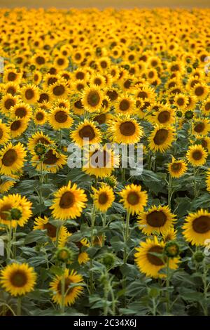 Sonnenblumen Feld in der Nähe von Arles in der Provence, Frankreich Stockfoto