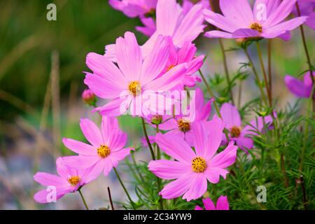 Kosmos Sonata Blumenfeld rosa Blumenfeld Cosmos bipinnatus Stockfoto