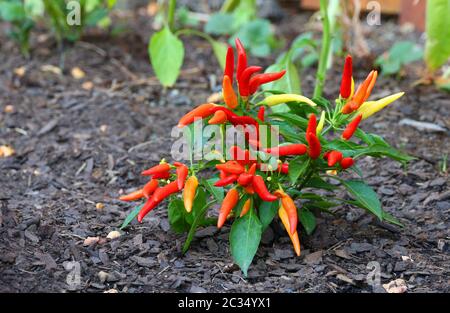 Frische rote wachsende Pfeffer Chili Pflanze im Boden Stockfoto