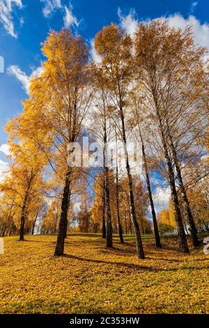 Herbstsonne scheint durch die Blätter während des Laubfalls, Nahaufnahme in der Natur mit Birken Stockfoto