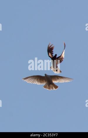 Tauche in die Luft mit weit geöffneten Flügeln vorne Stockfoto