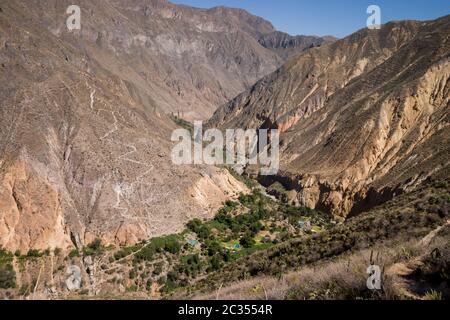Oase in der colca Schlucht Stockfoto