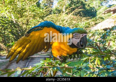 Blau und gelb Ara Stockfoto
