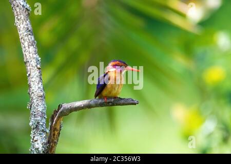 Kleiner afrikanischer Vogel-Pygmy-Eisvogel (Ispidina picta) ist ein kleiner insektiverer Eisvogel, Wondo Genet, Äthiopien-Afrika-Safari-Tierwelt Stockfoto