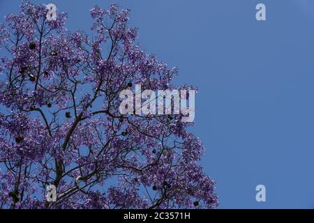 Ein schöner Jacaranda Baum (Jacaranda mimosifolia oder Acutifolia) platzt in Lavendelblüte gegen einen hellen blauen Himmel.füllt Halbbild, viel Kopieraum Stockfoto