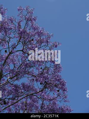 Ein schöner Jacaranda Baum (Jacaranda mimosifolia oder Acutifolia) platzt in Lavendelblüte gegen einen hellen blauen Himmel.füllt Halbbild, viel Kopieraum Stockfoto