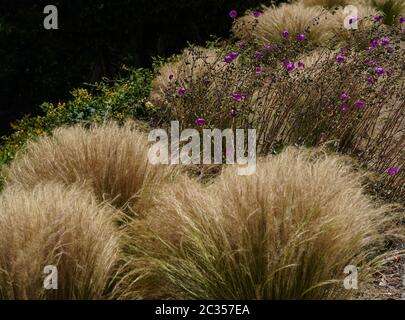 Windgeblasene Klumpen von goldenen Gräsern und Sukkulenten mit lila Blüten in einem Straßenrand gepflanzt. Obere R-Ecke schwarz für Kopierplatz. Stockfoto