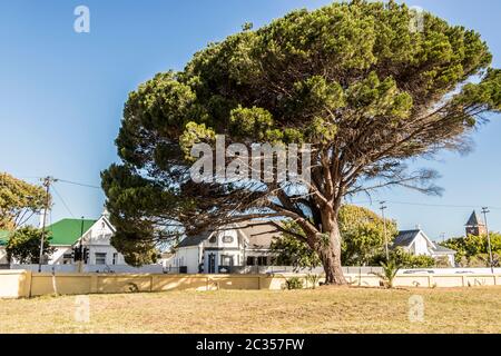 Grosse schöne riesige afrikanischen Baum in Kapstadt, Südafrika. Stockfoto