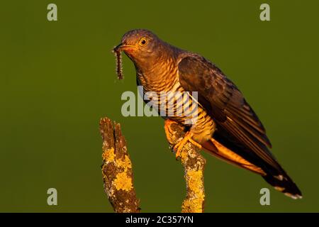 Gemeiner Kuckuck, cuculus Canorus, der bei Sonnenuntergang im Sommer auf einem Ast in Baumwipfel sitzt. Wilder Vogel mit grauen Federn mit gefangener Raupe ruht Stockfoto