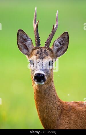 Alert Rehe, Capreolus Capreolus, Buck mit großen Geweihen, die in der SommerNatur in die Kamera schauen. Nahaufnahme eines aufmerksamen Säugetierbeobachtens auf grünem blu Stockfoto