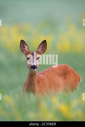 Überraschter Rehe, Capreolus Capreolus, Damhirsch, der in hohem grünen Gras steht, das teilweise auf einer Wiese versteckt ist. Weibliches Wildtier mit orangefarbenem Fell und großer Bla Stockfoto