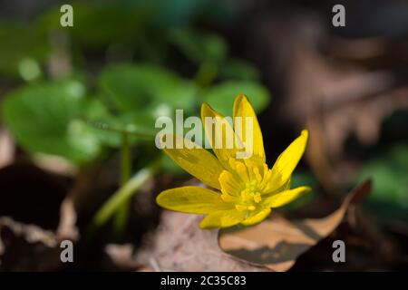 Eine der ersten federgelben Blumen mit grünen Blättern ist Fig. Buttercup aus Fikaria verna Stockfoto