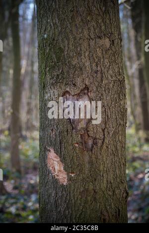 eart Form in einem Baum gehauen Stockfoto