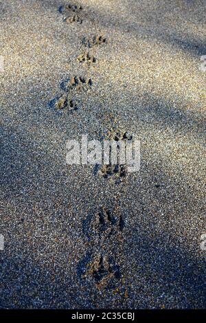 Hundefüßchen im Sand. Stockfoto