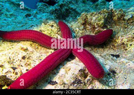 Roter Seesterne, auch Seestar genannt, einzelnes Tier am Grund der Adria, aus nächster Nähe Stockfoto