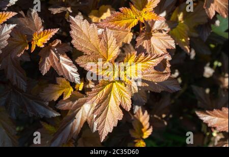 Das schöne Laub Physocarpus opulifolius. Selektiver Fokus. Stockfoto