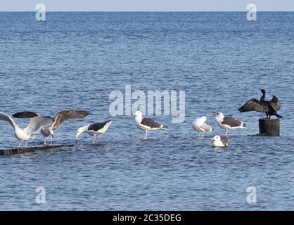 Möwen und Kormoran sitzen auf Groynes Stockfoto