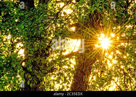 Sonne scheint durch eine Laub Dach in der Hintergrundbeleuchtung Stockfoto