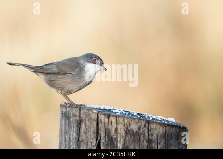 Sylvia melanocephala-Waldsänger auf einem Stamm Stockfoto