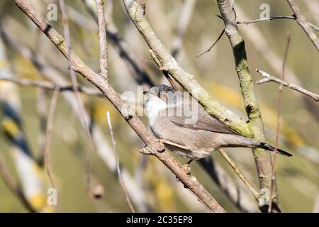 Porträt des sardischen Waldsängers (Sylvia melanocephala) in seinem Lebensraum Stockfoto